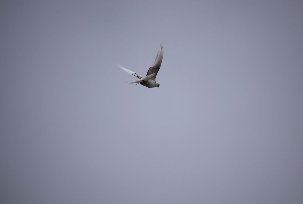 Photograph by Анастасия Бовкунова