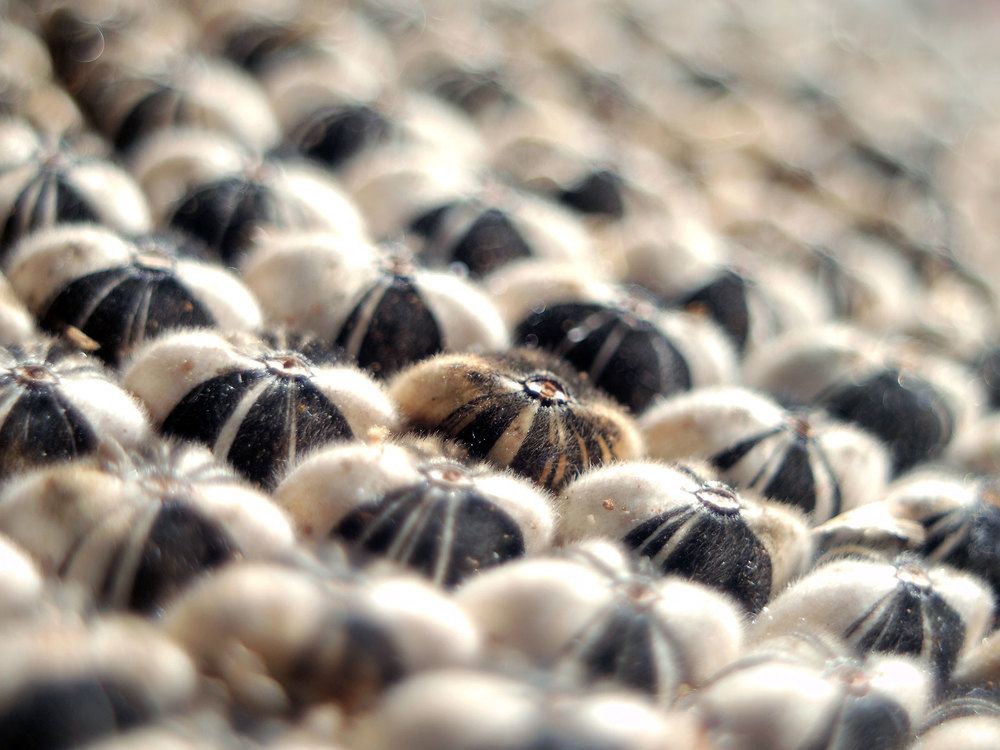 Photograph by Farid Ataei