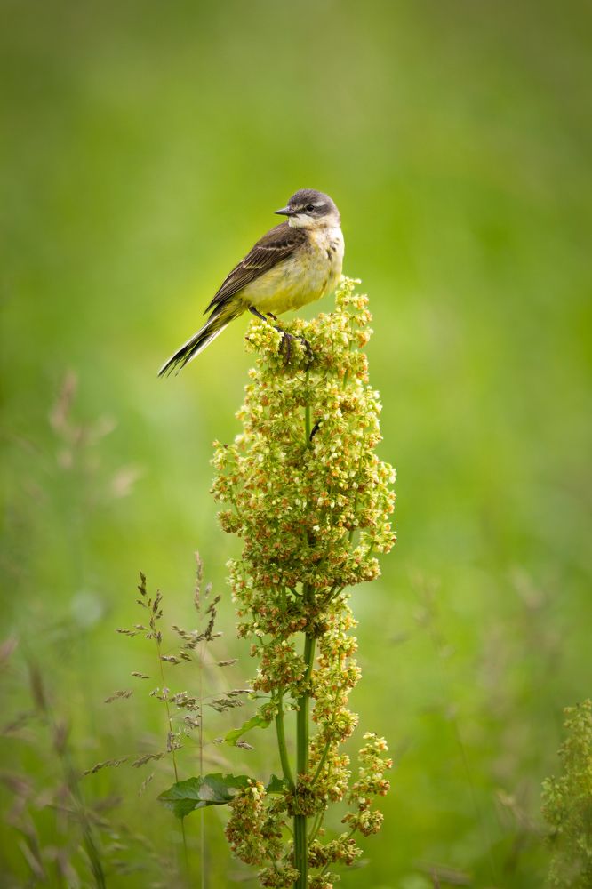 Портрет жёлтой трясогузки