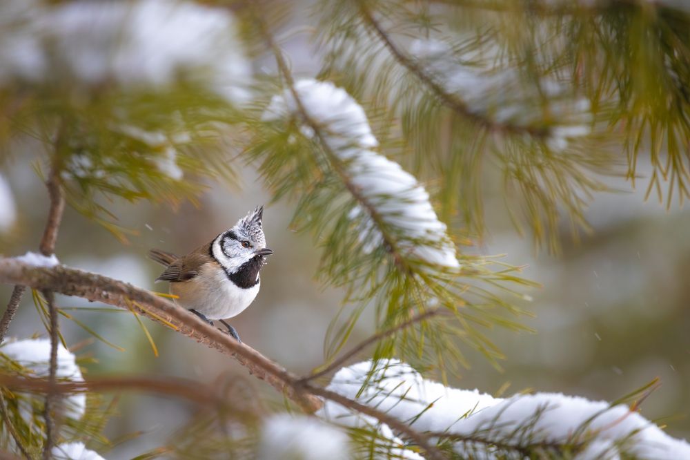 Гренадёрка