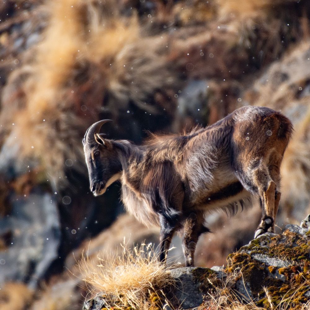 Photograph by Soumya Chandan Panda