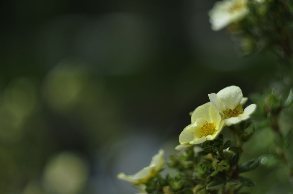 Фотография автора Ольга Васильевна