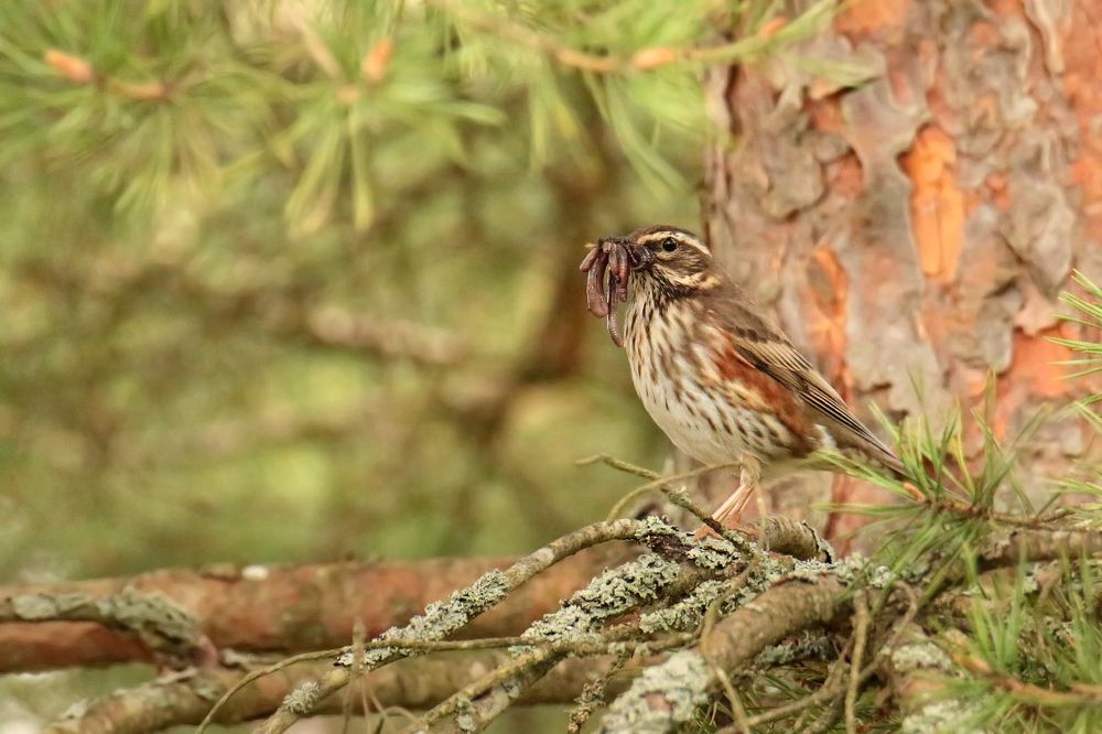 Photograph by Татьяна Александрова