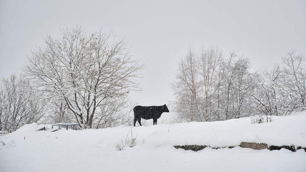 Photograph by Manjri Saxena