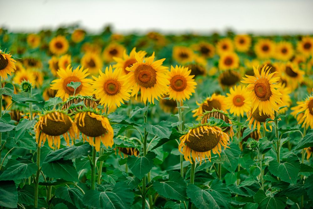 Фотография автора Олег Степушин