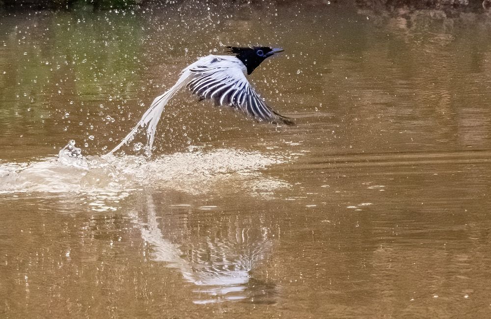 Photograph by Nitin Baste