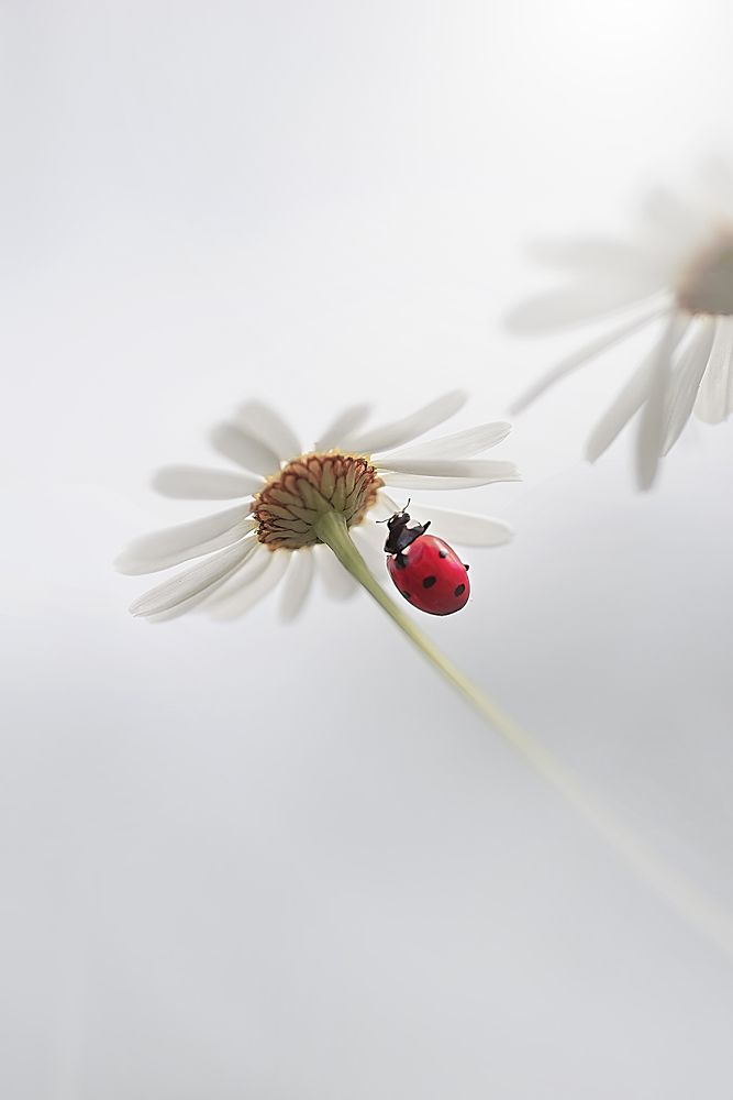 Photograph by Полина Васеева