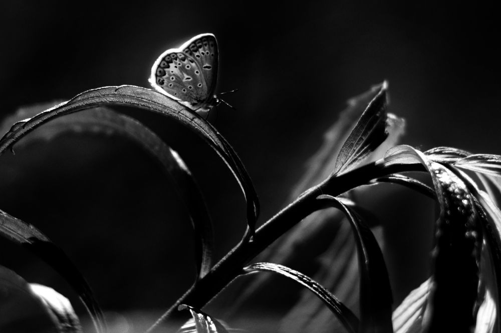 Летние сияния