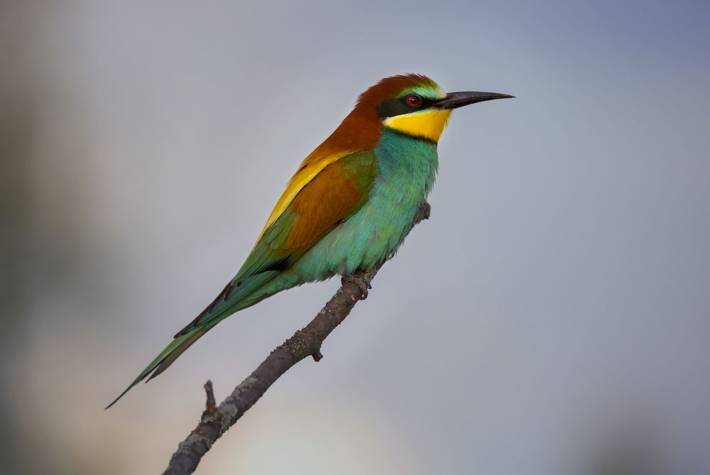 Photograph by Джамалдаев Руслан