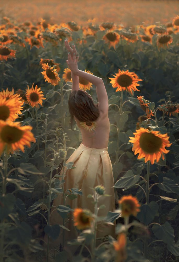 Закат в подсолнухах