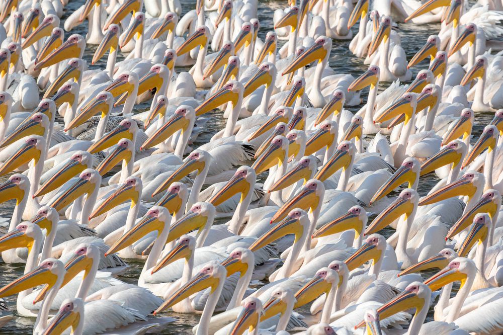 Парад Пеликанов