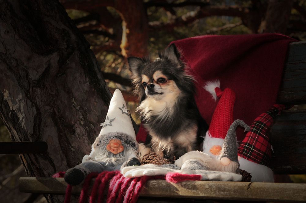 Photograph by Диана Ульянцева