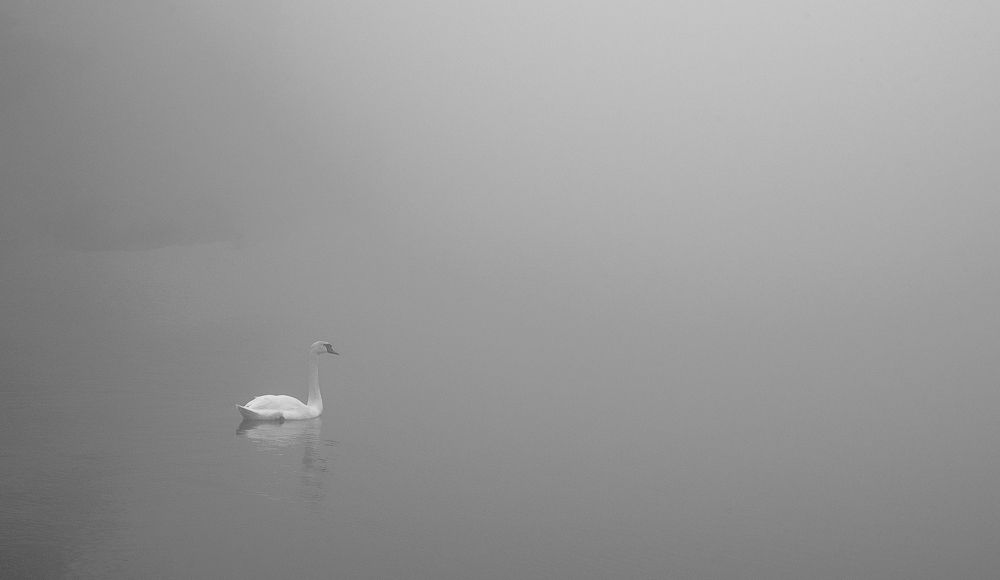 Swan in a winter lake.