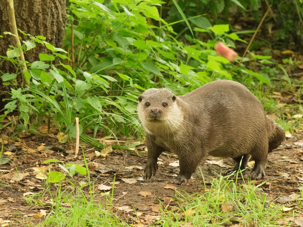 Выдра