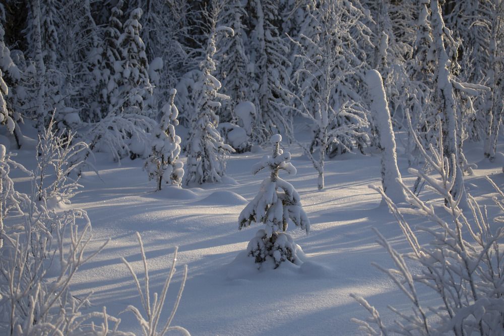 Photograph by Татьяна Борисова