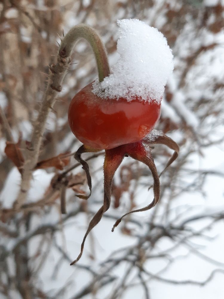 Photograph by Игорь Пахоруков
