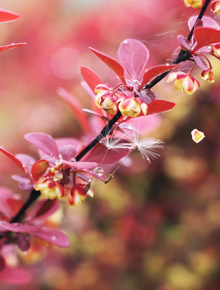 Photograph by Ружана Вячорка