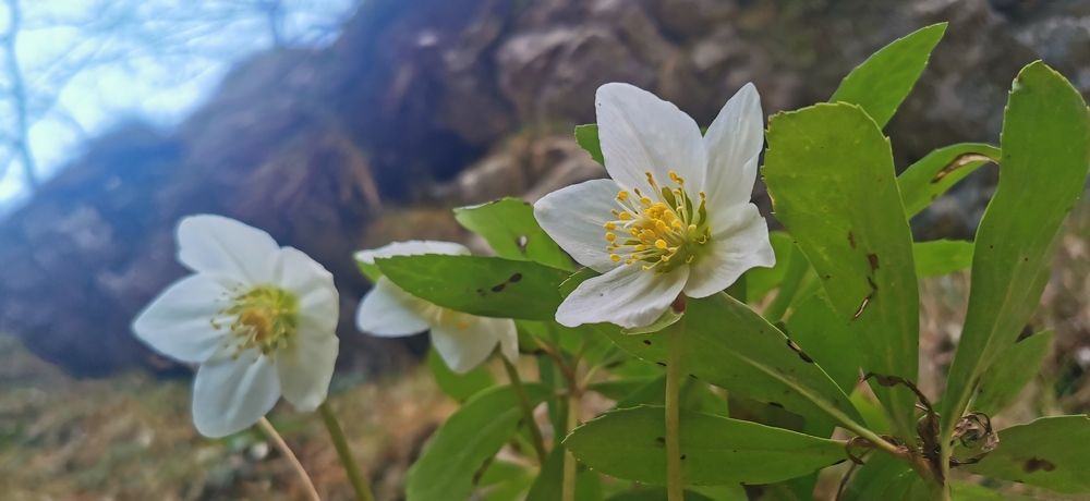 winter's wild flowers