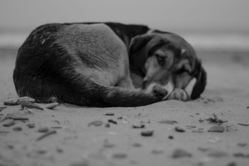 Dog sea