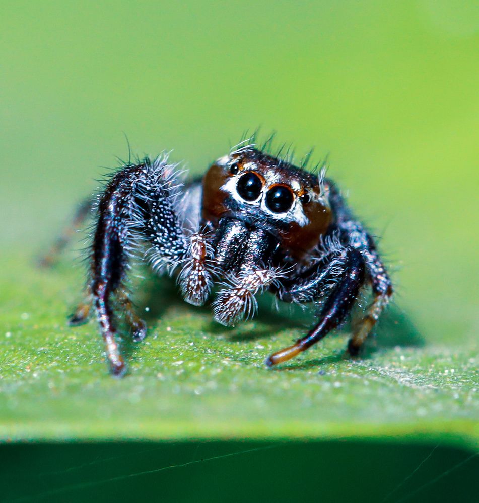 Photograph by ADAM HAKIKI