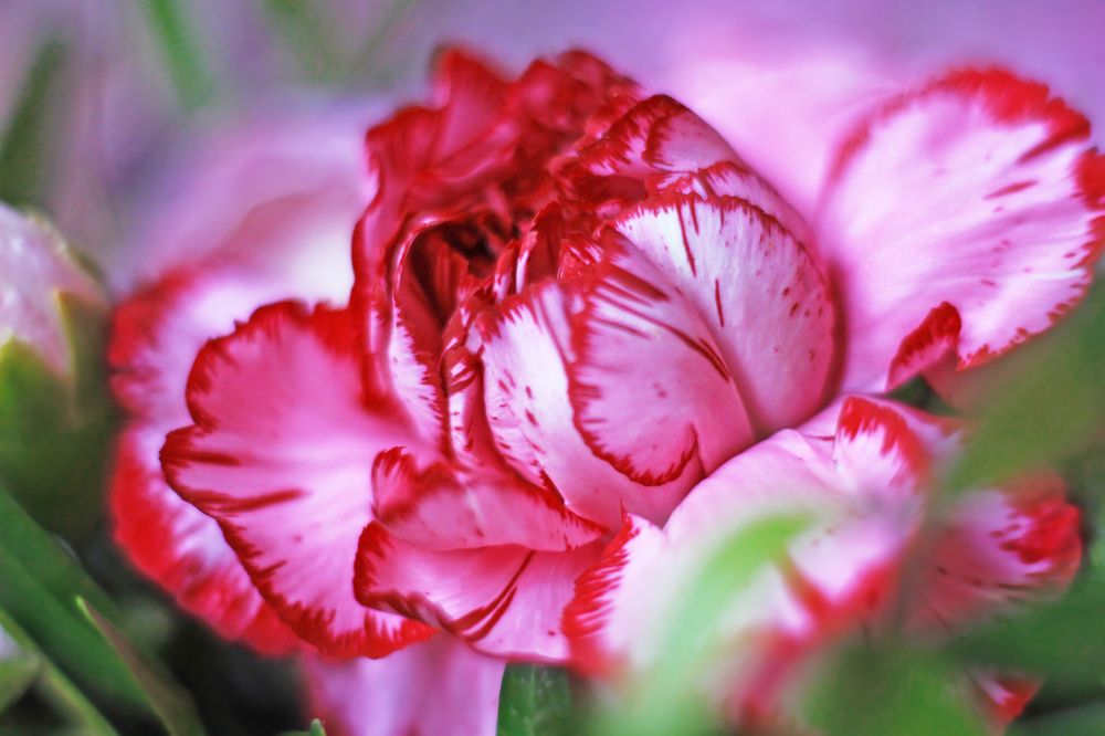 Photograph by Elena Andreeva