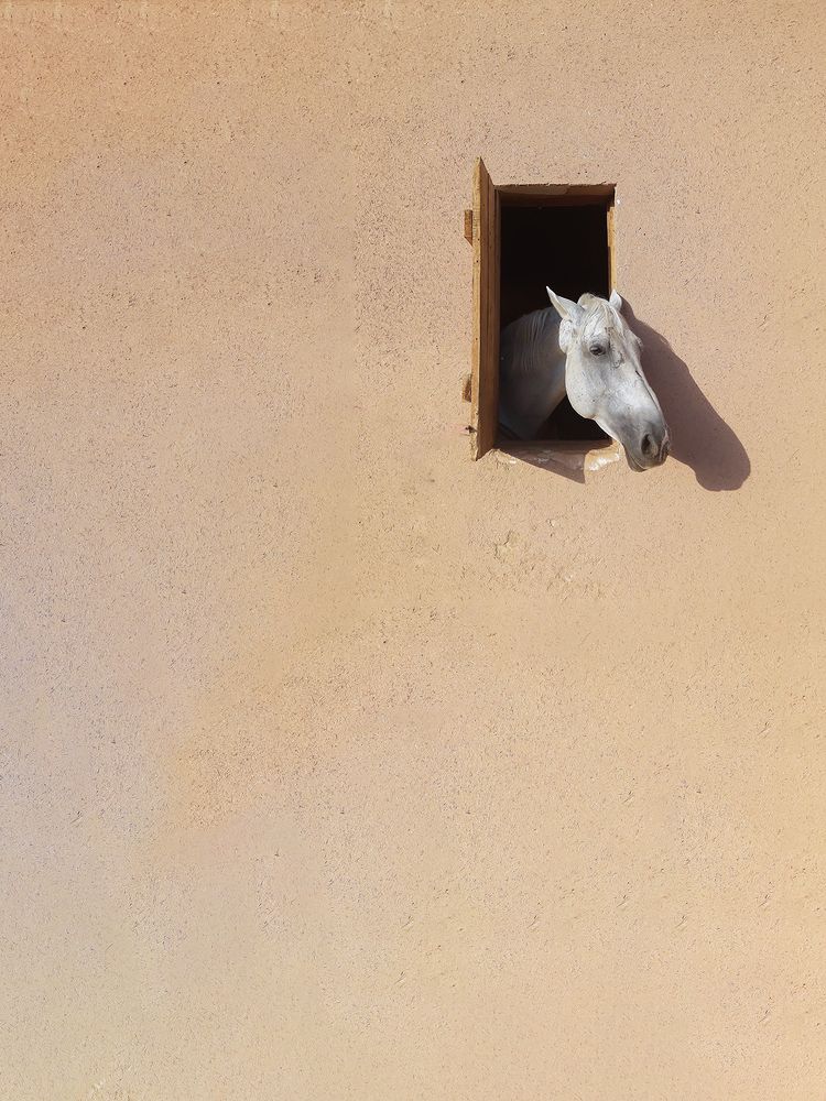 Curious Horse
