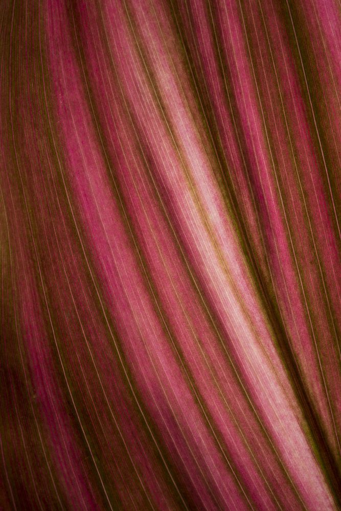 Photograph by Andrea Diaz-Perezache