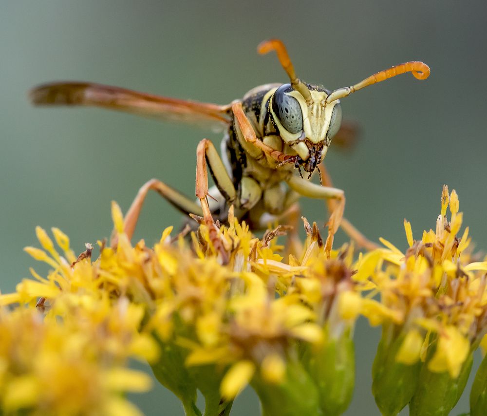 Маленькая хищница