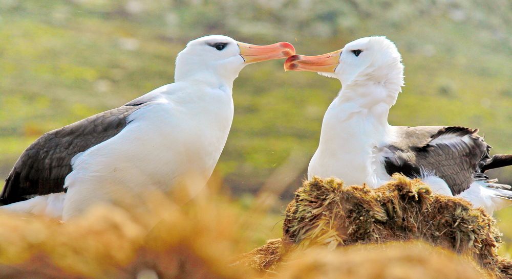 Заботливые родители