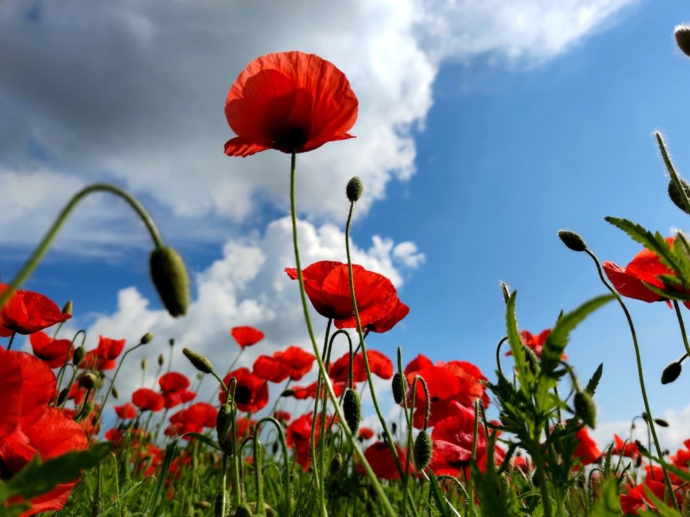 Photograph by Инна Макарчук