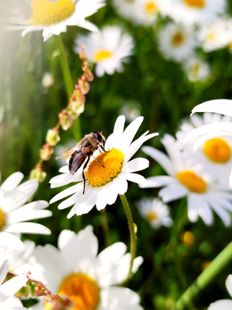 Photograph by Инна Макарчук