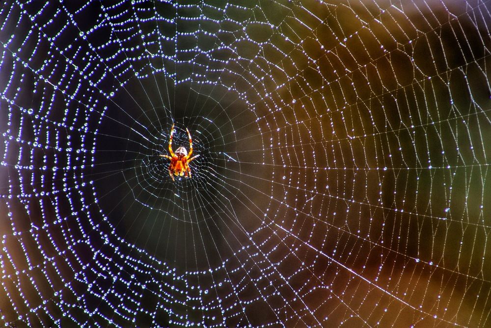 Photograph by Marian Lázaro