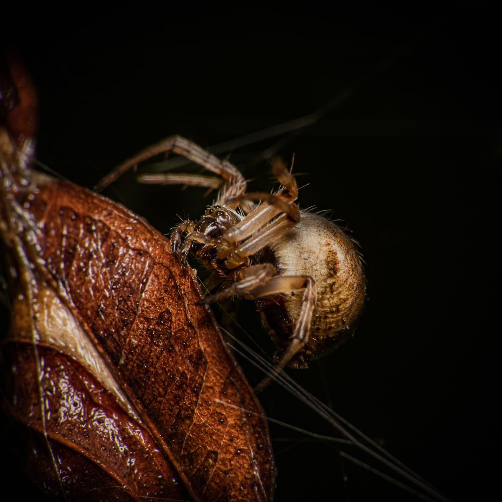 Photograph by João Paulo de Oliveira Freitas