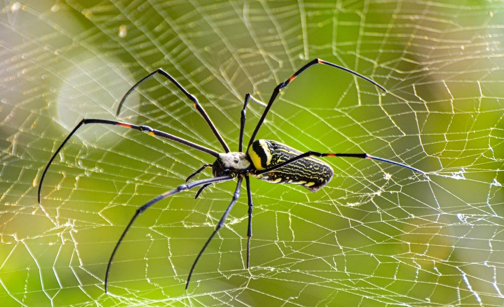 Photograph by Mathew Nishanth