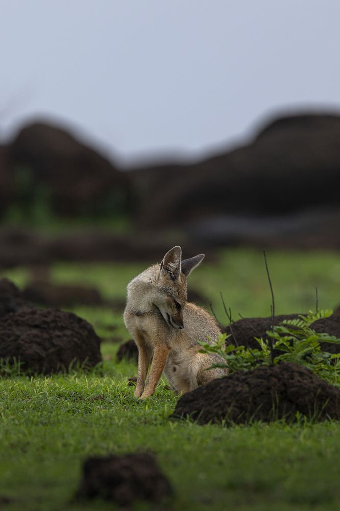 Photograph by Mohit Kulkarni