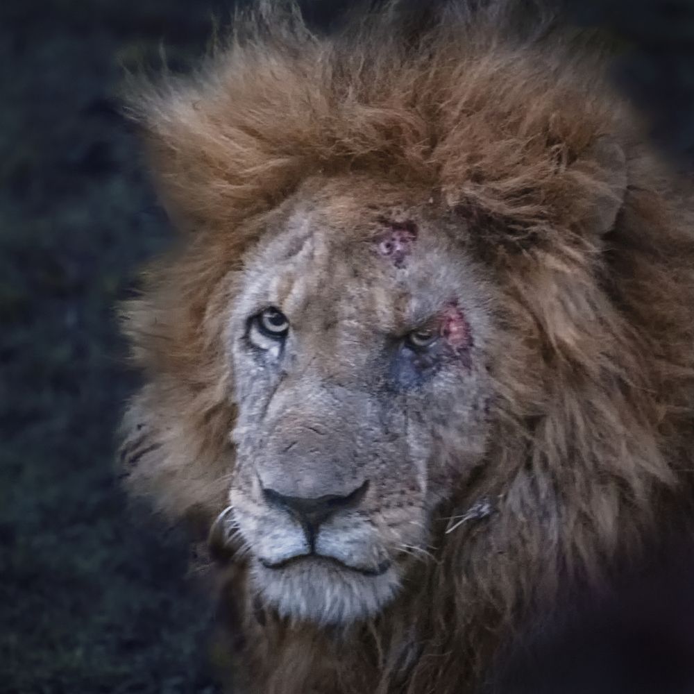 Фотография автора Dr.Hitesh Patel