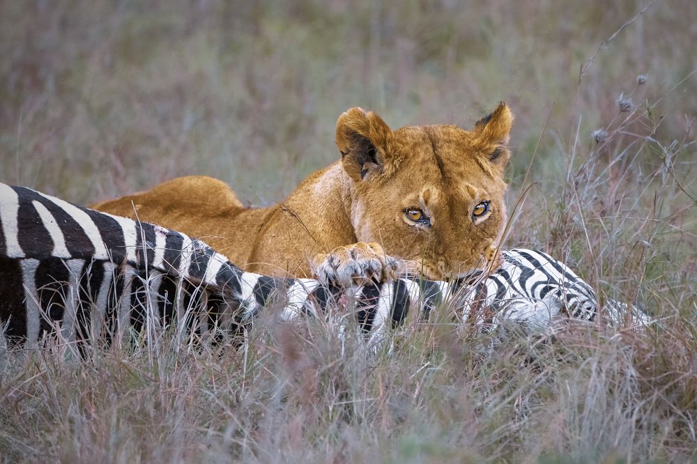 Photograph by Dr.Hitesh Patel