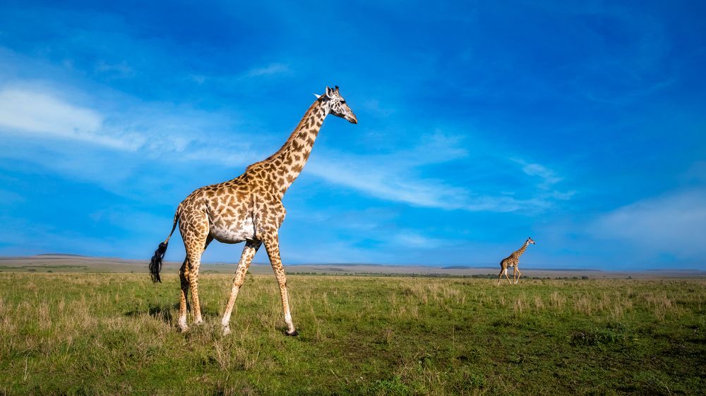 Фотография автора Dr.Hitesh Patel