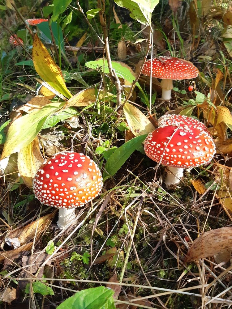 Photograph by Игорь Пахоруков