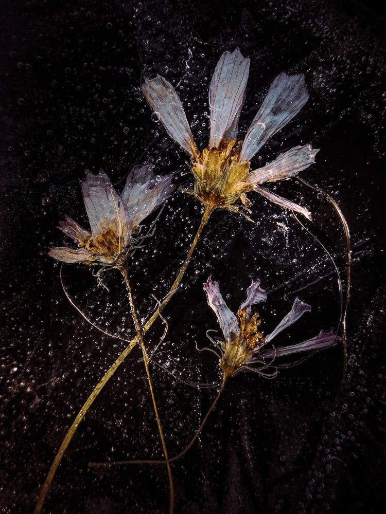 Ледяные оковы