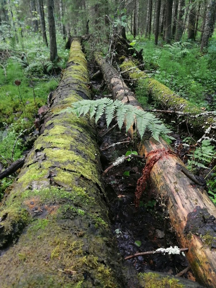 Photograph by Оля Горбанева