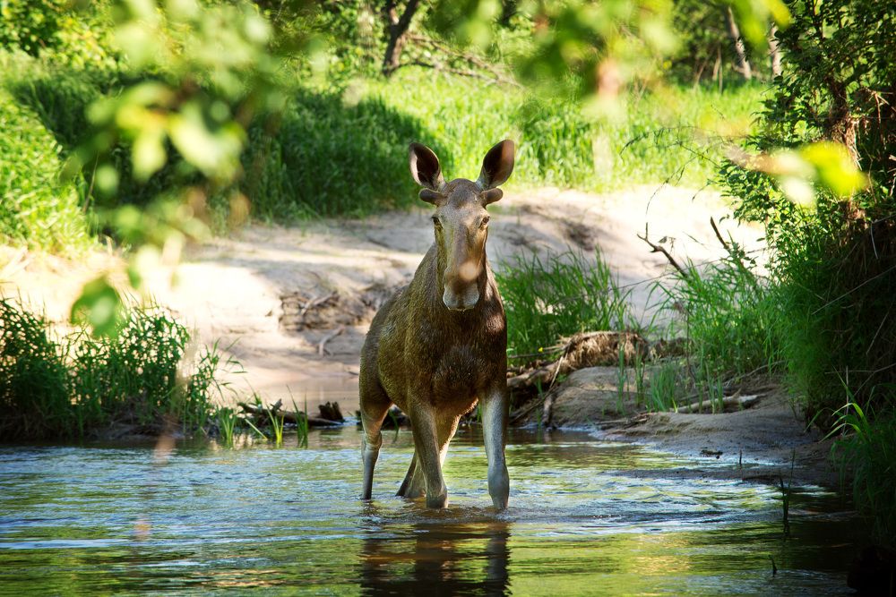 Photograph by Лана Моисеенко