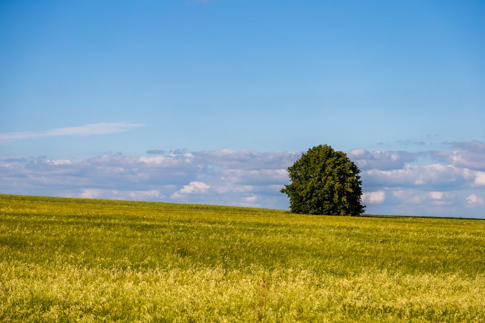 Одинокие мира сего.