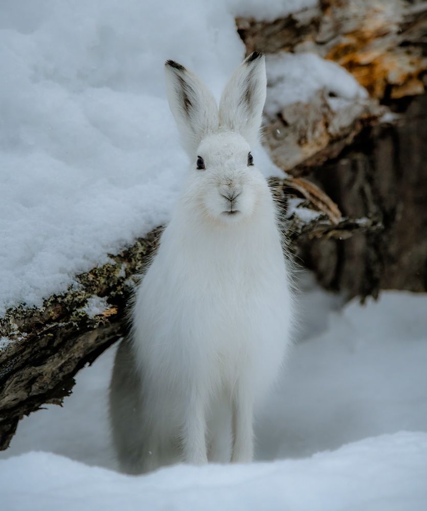 Photograph by Алексей Ознобихин