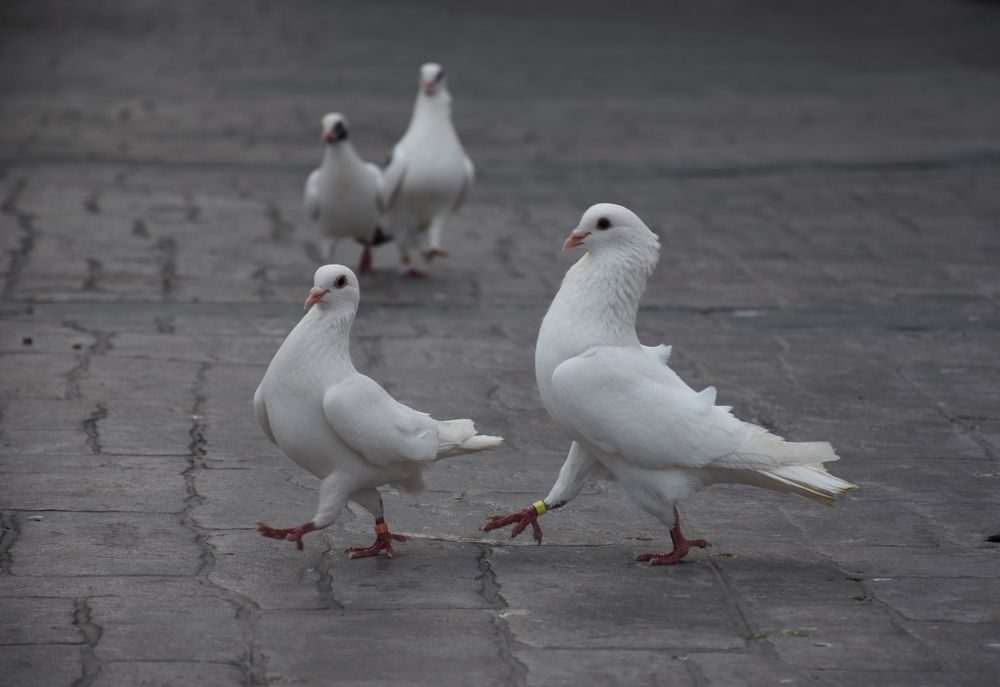 Photograph by Moumita Mondal