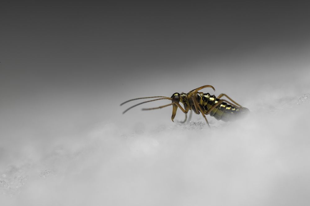 Фотография автора Eimar Kull