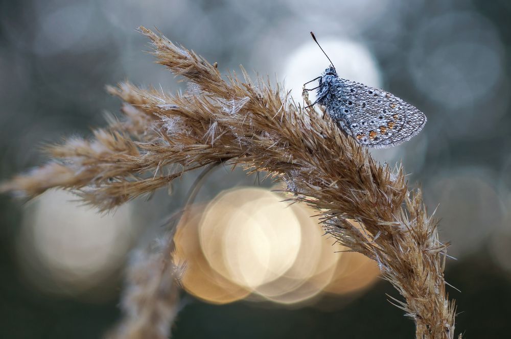 Photograph by Чепленко Алексей