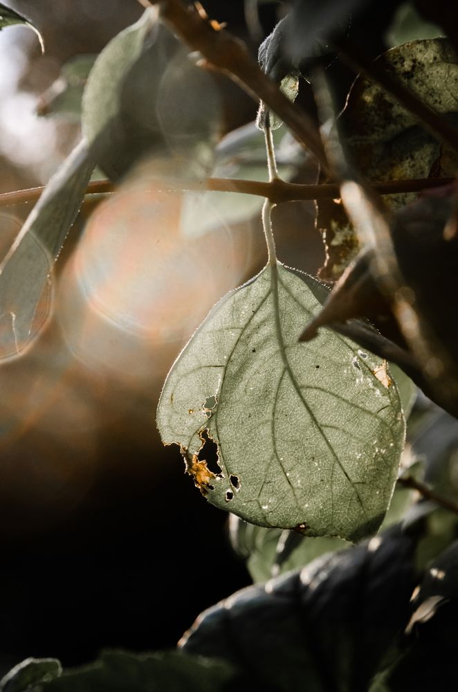 Солнечный отблеск