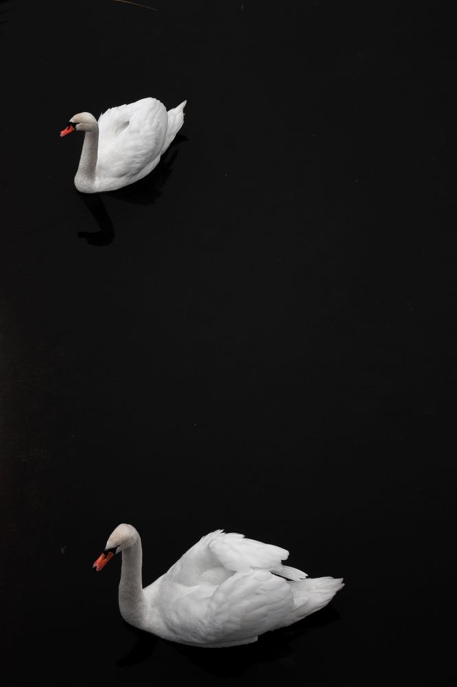 Photograph by Ника Прокопенко