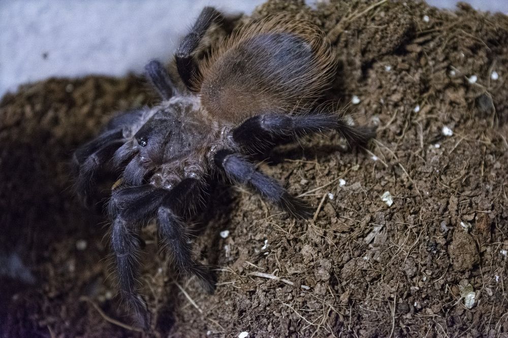 Pterinopelma sazimai